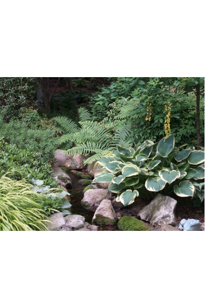 Садова хоста Королева Жозефіна – вишуканий вибір для саду.