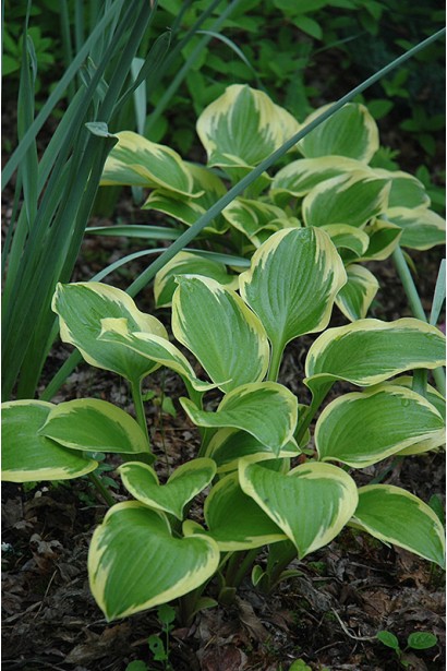 Хоста Королева Жозефіна – королівський вибір для садового дизайну.