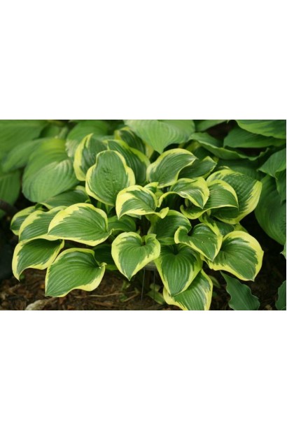 Хоста Королева Жозефіна – декоративний кущ із глянцевим листям.