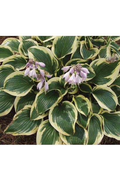 Листя хости Королева Жозефіна – темно-зелене з блиском.