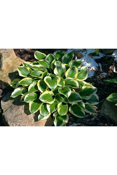 Кущ хости Королева Жозефіна – гармонія форми й кольору.