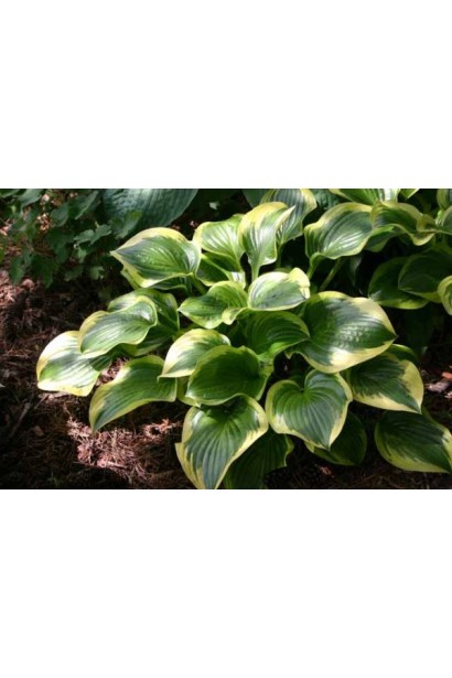 Хоста Королева Жозефіна – стильний акцент для ландшафтного дизайну.