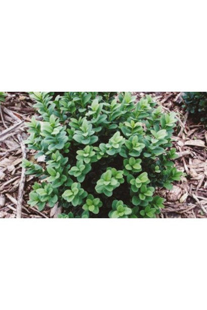 Buxus Blauer Heinz – акуратний кущ для клумб