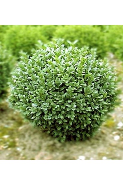 Самшит Блауер Хайнц – щільна листяна крона