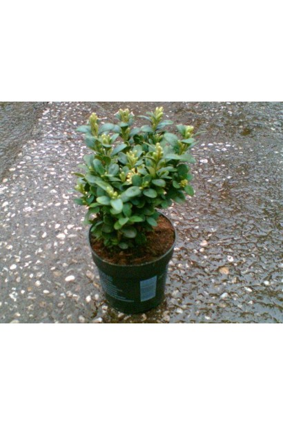 Самшит вічнозелений Блауер Хайнц – компактний кущ