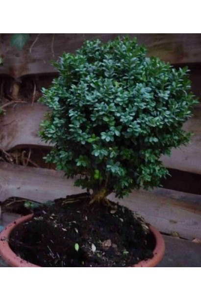 Самшит вічнозелений Блауер Хайнц в контейнері