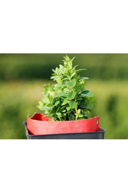 Buxus sempervirens Blauer Heinz