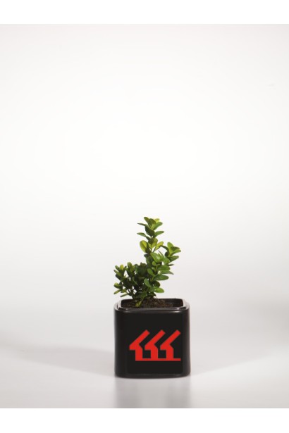 Самшит вічнозелений – сорт Блауер Хайнц