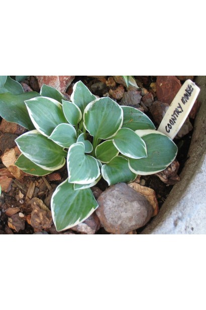 Кущ хости Кантрі Маус – прикраса квіткових клумб і бордюрів.