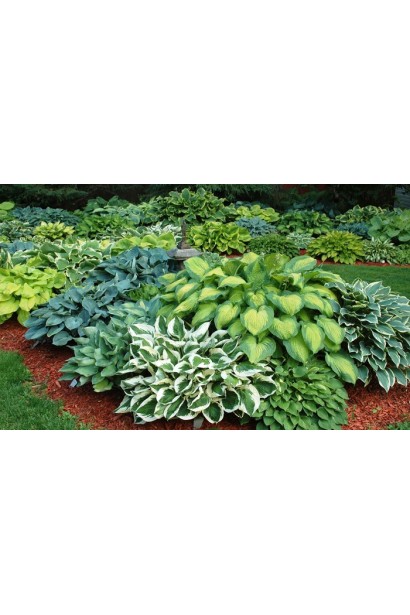 Hosta hybrida Country Mouse