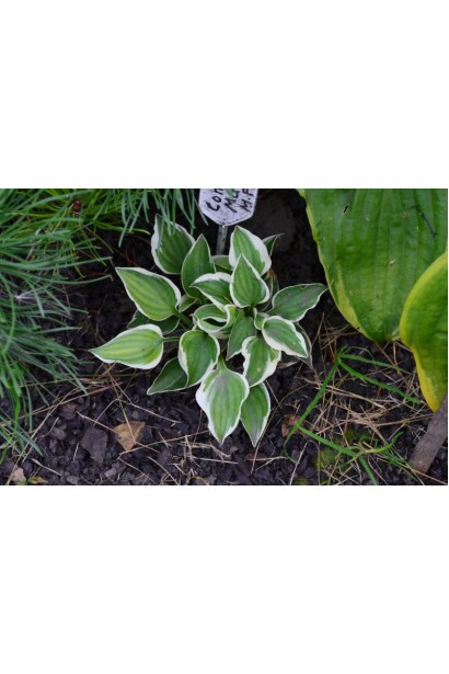 Хоста Кантрі Маус – мініатюрна рослина для стильного саду.