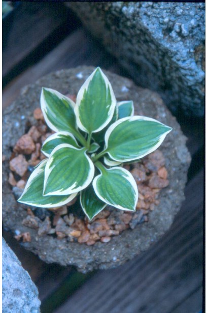 Ландшафтна хоста Кантрі Маус – компактний кущ із яскравим листям.