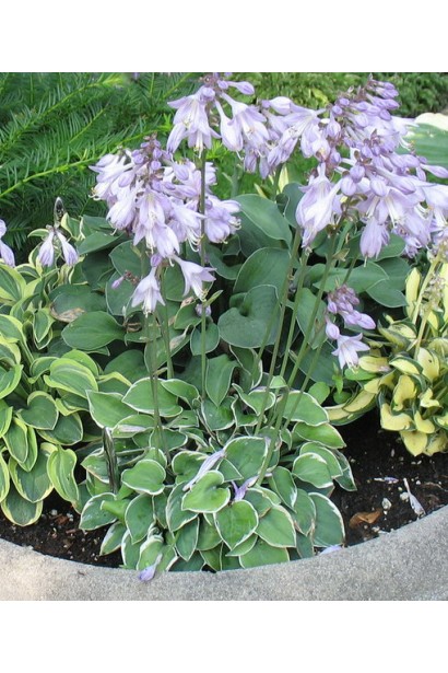 Hosta hybrida Country Mouse