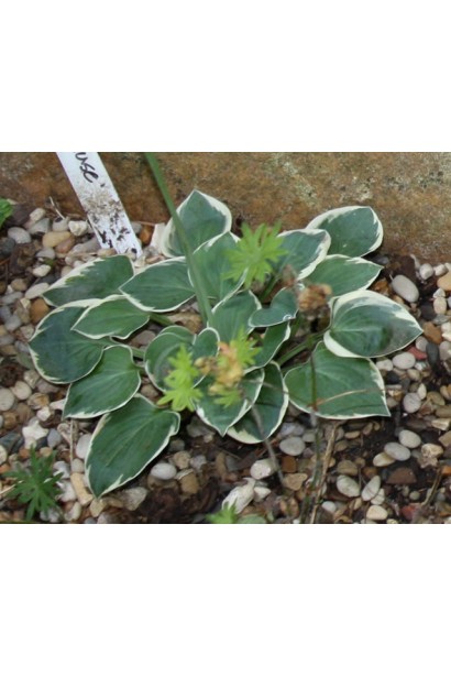 Хоста Кантрі Маус – мініатюрний кущ із витонченим листям.