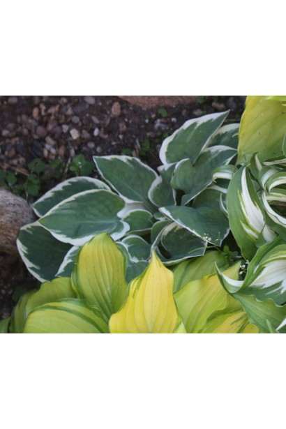 Листя хости Кантрі Маус – сіро-зелене з кремовою облямівкою.