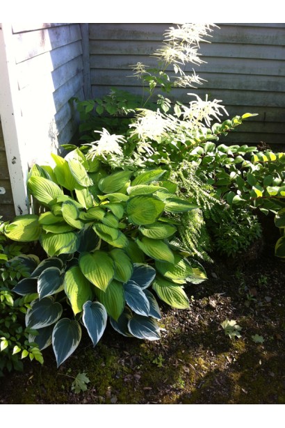 Хоста Кантрі Маус – компактний кущ для садового дизайну.