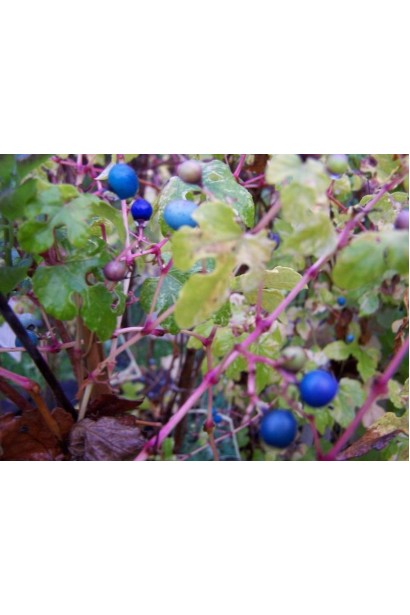 Виноградівник Елеганс 