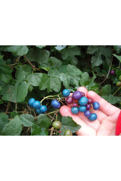 Декоративні ягоди виноградівника