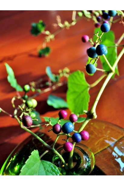 В’юнка декоративна ліана