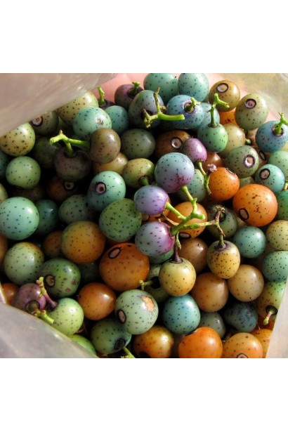 Виноградівник залозистий Elegans плоди