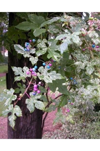 Ампелопсис залозистий Елеганс 