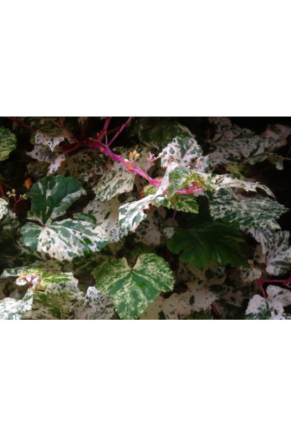 Виноградівник Елеганс біло-зелене листя з рожевими плямами