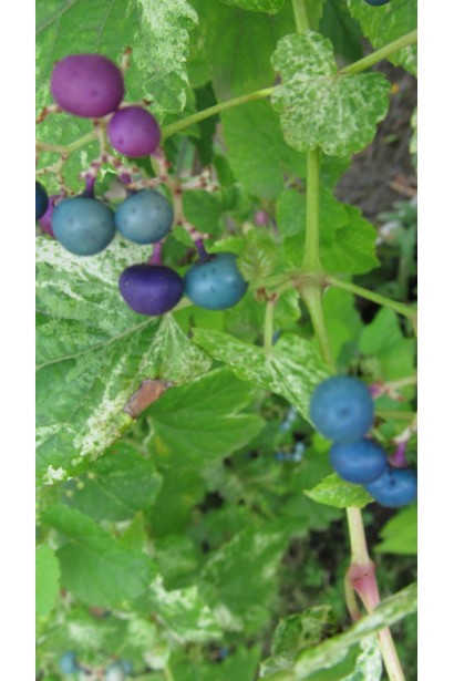 Виноградівник / Ампелопсис залозистий Елеганс 