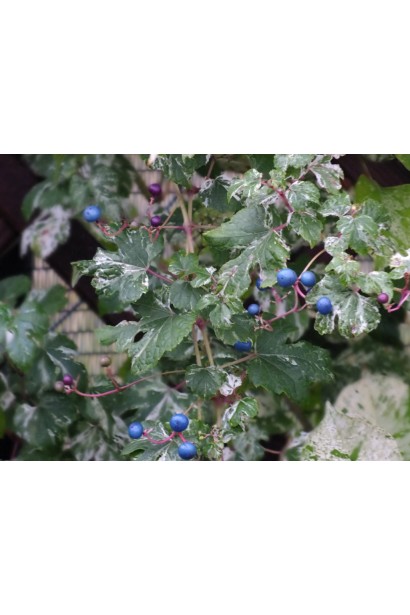 Ampelopsis Glandulosa Elegans