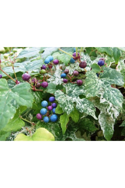 Виноградівник Елеган 