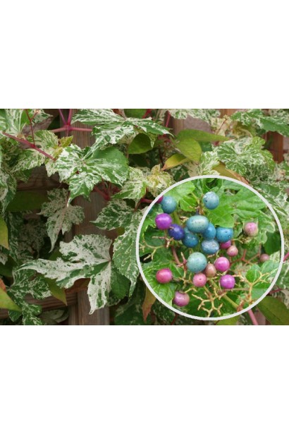 Ампелопсис Елеганс Блакитні та фіолетові плоди 
