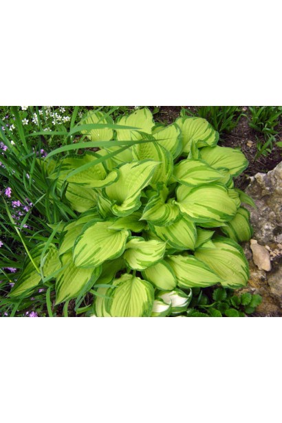 Альбопікта – розкішний кущ для ландшафтного дизайну.