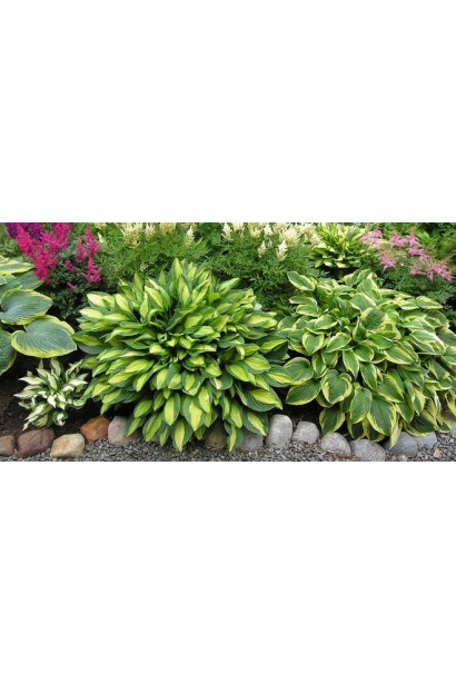 Хоста Форчуна Альбопікта – зелено-жовте диво для тіні.