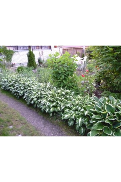 Хоста форчуна Альбопікта