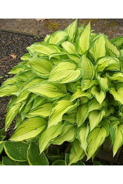 Хоста Форчуна Альбопікта – декоративний садовий багаторічник.