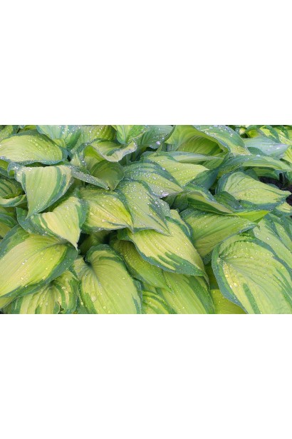 Листя хости Альбопікта – ніжне, двоколірне, унікальне.