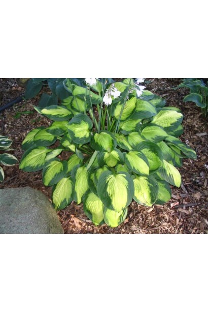 Декоративна хоста Альбопікта – природна краса в кожному листку.