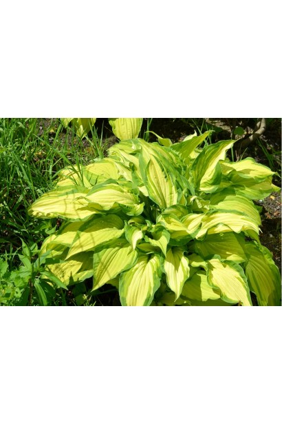 Хоста Форчуна Albopicta – гармонія жовтих і зелених відтінків.