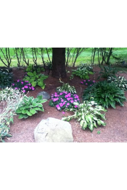 Хоста Форчуна Альбопікта – ідеальна рослина для тіньових зон.