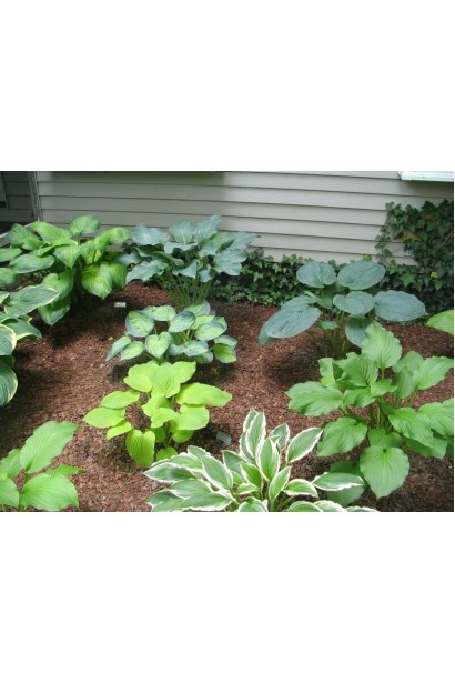 Кущ хости Albopicta – чарівний багаторічник для вашої клумби.