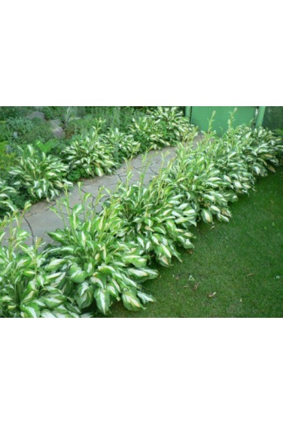 Hosta fortunei Albopicta