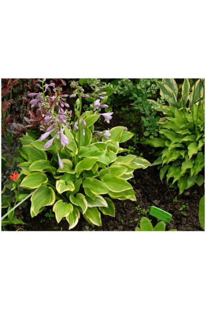 Хоста Голден Тіара – декоративний кущ для ландшафтного дизайну.