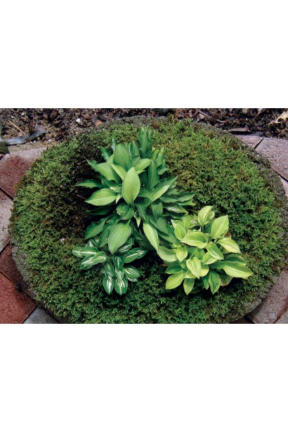 Хоста Голден Тіара – яскравий акцент для ландшафтного саду.