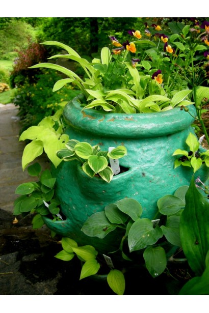 Хоста гібридна Голден Тіара