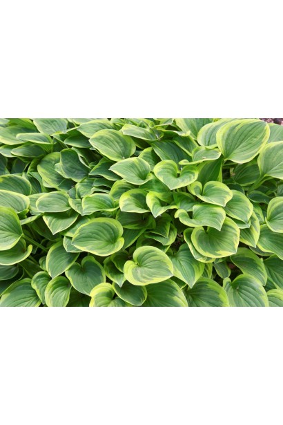 Листя хости Голден Тіара – зелено-золотисте, дуже декоративне.