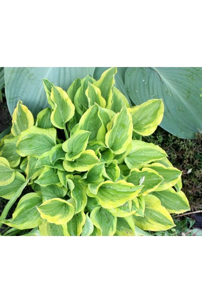 Хоста Голден Тіара – компактний кущ із золотистим листям.