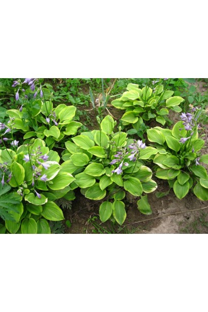 Саджанці хости Голден Тіара для тіньових ділянок.