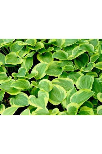 Листя хости Голден Тіара – зелене із золотистою окантовкою.