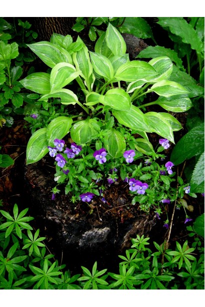 Садова хоста Голден Тіара – прикраса квіткових клумб.