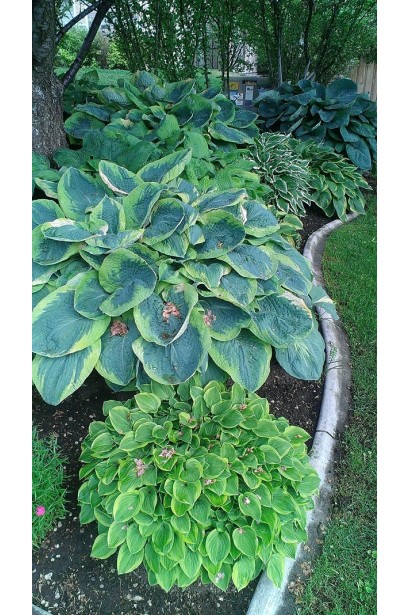 Хоста Голден Тіара – компактна рослина для декоративних композицій.