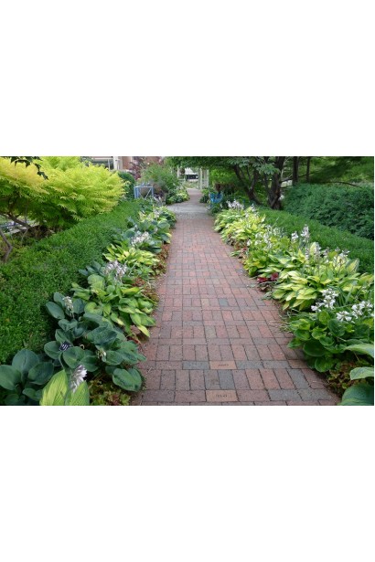 Кущ хости Голден Тіара – стильний вибір для саду.